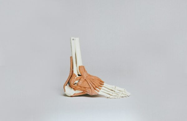 Anatomical model of a human foot skeleton displayed against a neutral background, showcasing detailed bone structure for educational purposes.